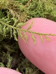 Thuidium
