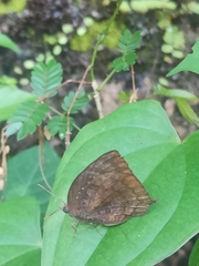 Arhopala