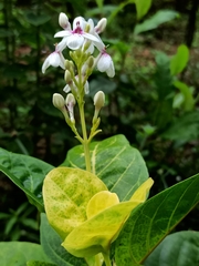 Pseuderanthemum maculatum