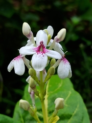 Pseuderanthemum maculatum