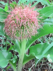 Scadoxus multiflorus katharinae