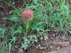 Scadoxus multiflorus katharinae