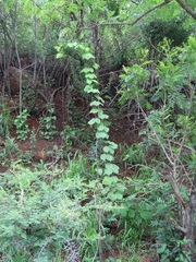 Dioscorea dregeana