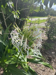 Crinum