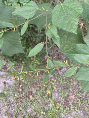 Triumfetta semitriloba