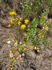 Senecio pterophorus