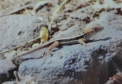 Sceloporus utiformis