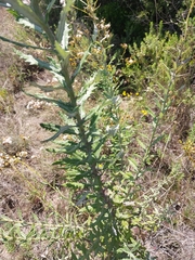 Senecio pterophorus