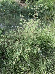 Euphorbia lasiocarpa