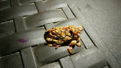 Phobetron hipparchia