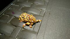 Phobetron hipparchia