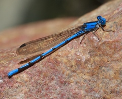 Argia lacrimans