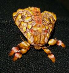 Phobetron hipparchia