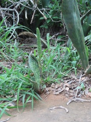 Sansevieria