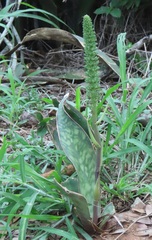 Sansevieria