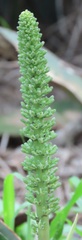 Sansevieria