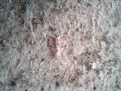 Bryophila domestica