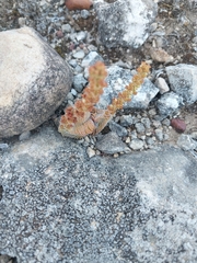 Crassula
