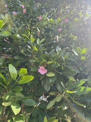 Tabebuia heterophylla