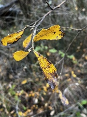 Salix scouleriana