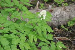 Actaea rubra rubra