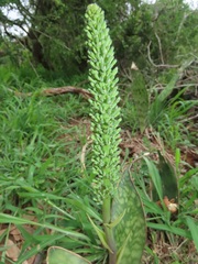 Sansevieria