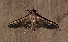 Spilomelinae