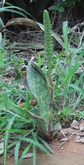 Sansevieria