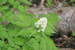 Actaea rubra rubra
