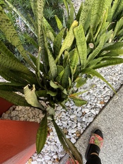 Sansevieria