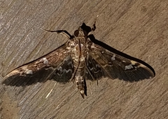 Spilomelinae