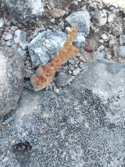 Crassula