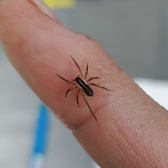 Pardosa