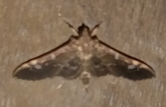 Spilomelinae