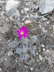 Trichodiadema intonsum