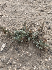 Penstemon thompsoniae thompsoniae