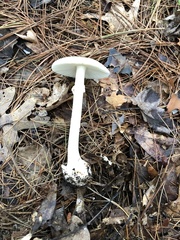 Phalloideae