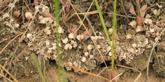 Peltigera malacea