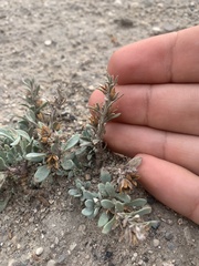 Penstemon thompsoniae thompsoniae