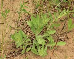 Silene vulgaris