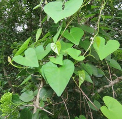 Ipomoeeae