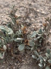 Penstemon thompsoniae thompsoniae