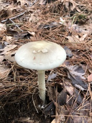 Phalloideae