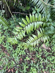 Nephrolepis exaltata