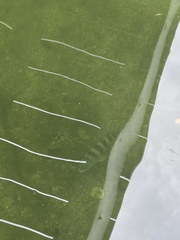 Archosargus probatocephalus