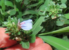 Justicia petiolaris