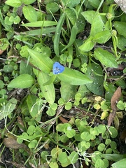 Commelina diffusa