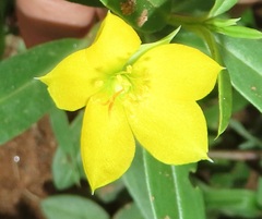 Talinum caffrum