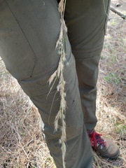 Andropogon cretaceus