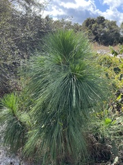 Pinus palustris